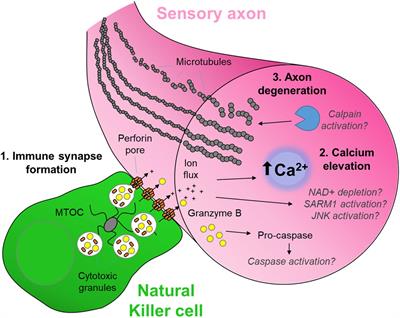 Cytotoxic Immunity in Peripheral Nerve Injury and Pain